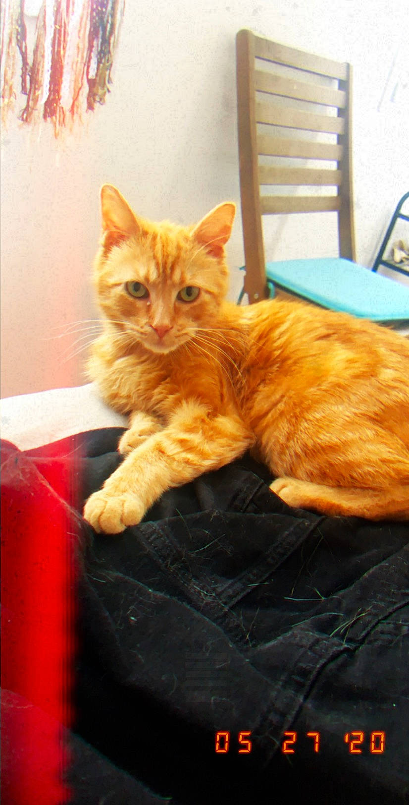 Potté participe au concours pour gagner de l'argent avec cette photo : aegean_cat, american_shorthair, arabian_mau, asian, carnivore, cat, cymric, domestic_short_haired_cat, european_shorthair, fawn, felidae, german_rex, kitten, mammal, polydactyl_cat, small_to_medium_sized_cats, tabby_cat, vertebrate, whiskers