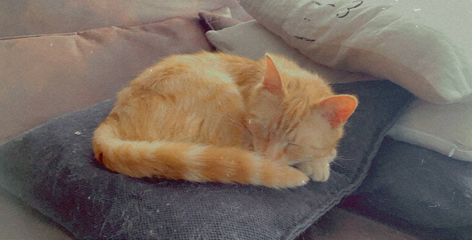 Potté participe au concours pour gagner de l'argent avec cette photo : carnivore, cat, claw, domestic_long_haired_cat, ear, european_shorthair, fawn, felidae, fur, german_rex, kitten, nap, paw, polydactyl_cat, sleep, small_to_medium_sized_cats, snout, tail, whiskers