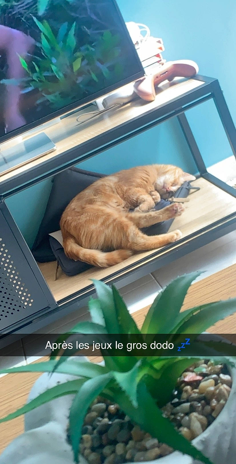 Potté a rejoint le concours — aidez-le/la à gagner de superbes lots ! canidae, carnivore, fawn, nap, organism, sporting_group