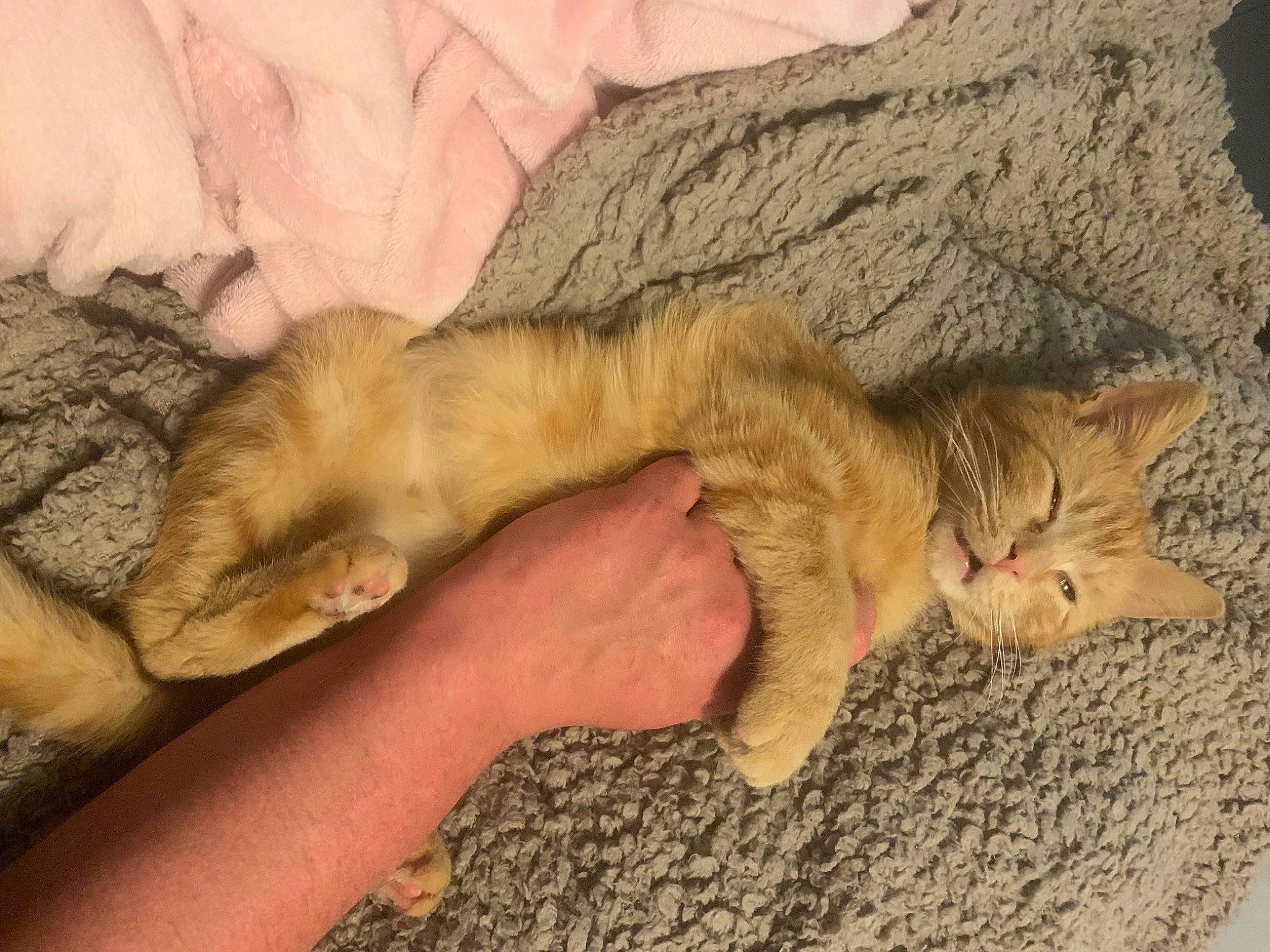 Potté participe au concours pour gagner de l'argent avec cette photo : australian_mist, carnivore, cat, claw, domestic_short_haired_cat, dragon_li, european_shorthair, fawn, felidae, fur, kitten, mammal, nap, paw, pixie_bob, sleep, small_to_medium_sized_cats, tabby_cat, tail, whiskers