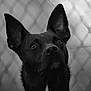 dog, black_dog, pet, animal, ears, face, portrait, closeup, fence, chainlink, black_and_white, monochrome, outdoor, looking_up, fur, canine, expression, watchful, background, focus