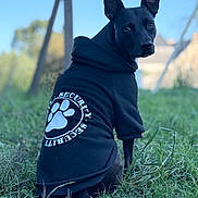 Tania participe au concours pour gagner de l'argent avec cette photo : dog, black_dog, hoodie, clothing, security, paw_print, grass, outdoor, pet, animal, alert, sitting, canine, portrait, nature, ears_up, looking_back, cute, daylight, greenery
