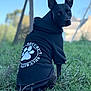 dog, black_dog, hoodie, clothing, security, paw_print, grass, outdoor, pet, animal, alert, sitting, canine, portrait, nature, ears_up, looking_back, cute, daylight, greenery