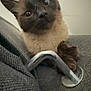 Tao participe au concours pour gagner de l'argent avec cette photo : cat, siamese_cat, curious, paw, metal_handle, gray_fabric, close_up, indoor, pet, animal, whiskers, ears, face, fur, claw, texture, looking, playful, domestic_cat, cute