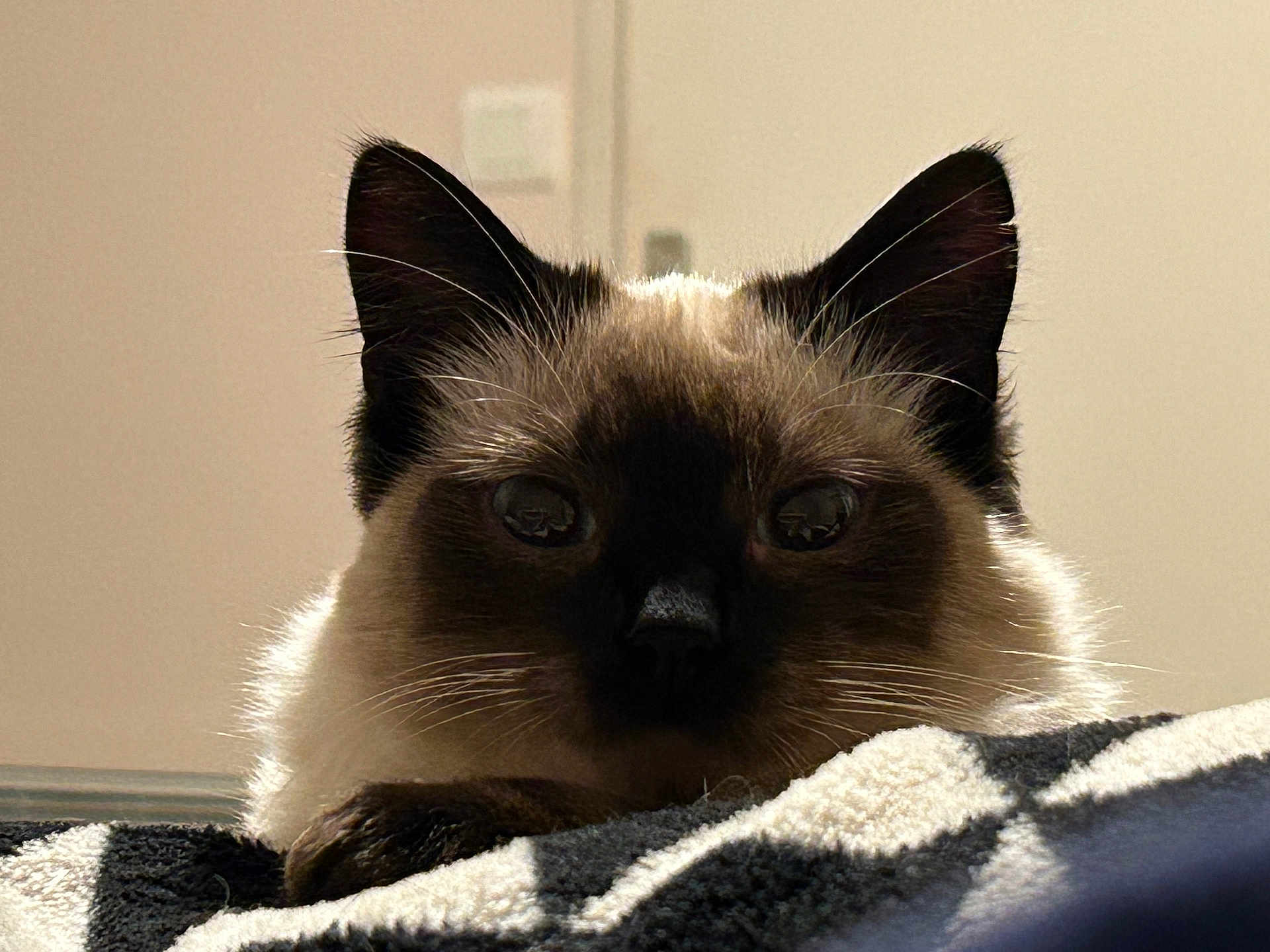 Tao participe au concours pour gagner de l'argent avec cette photo : cat, siamese_cat, animal, pet, close_up, fur, whiskers, ears, blanket, soft, resting, indoor, cozy, portrait, face, muzzle, light, shadow, cute, relaxed