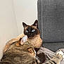 Tao a rejoint le concours — aidez-le/la à gagner de superbes lots ! cat, tabby_cat, siamese_cat, pet, feline, blue_eyes, striped_fur, cozy, couch, furniture, domestic_animal, resting, snuggling, paw, fur, indoor, relaxed, close_up, animal, two_cats