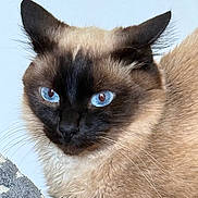 Tao participe au concours pour gagner de l'argent avec cette photo : cat, siamese_cat, blue_eyes, fur, whiskers, animal, pet, close_up, portrait, feline, ears, face, nose, indoor, relaxed, texture, beige, black, curious, soft