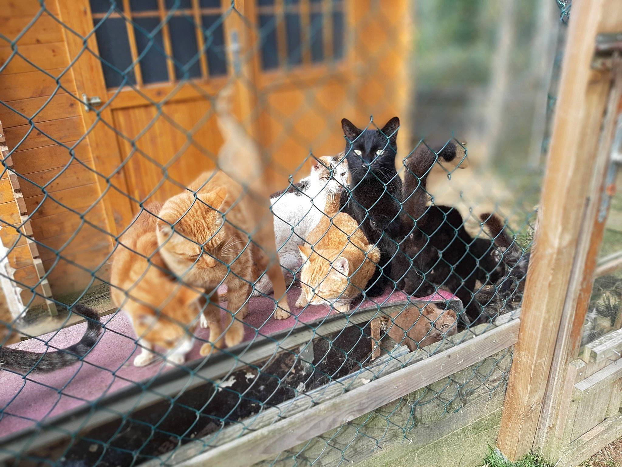 Association Les Amis De Samantha participe au concours pour gagner de l'argent avec cette photo : animal_shelter, bengal_tiger, cage, carnivore, chain_link_fencing, fawn, felidae, fence, mesh, metal, net, pet_supply, plant, recreation, service, snout, terrestrial_animal, wildlife, window, wire_fencing