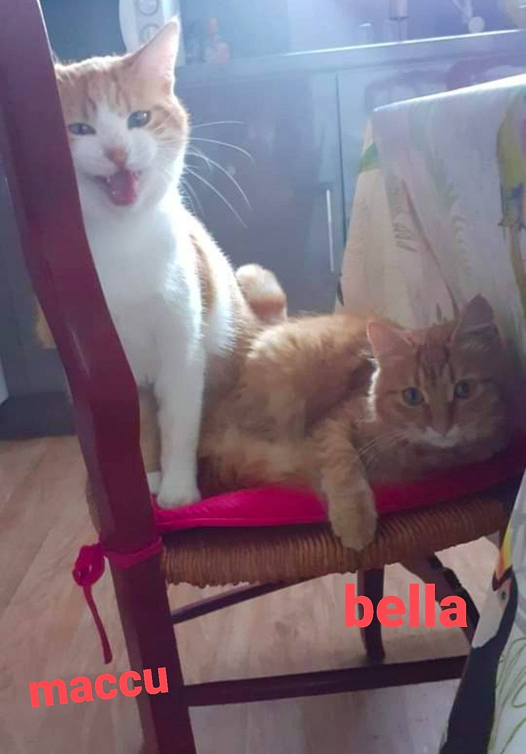 Machu a rejoint le concours — aidez-le/la à gagner de superbes lots ! carnivore, cat, chair, claw, comfort, domestic_short_haired_cat, fawn, felidae, fur, lap, metal, paw, plant, sitting, small_to_medium_sized_cats, tail, whiskers, wood