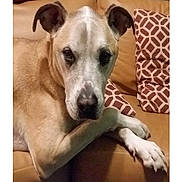 Toby is registered to the contest to win money with this photo: dog, animal, pet, couch, pillow, indoor, relaxed, tan, fur, ears, nosedog, paw, comfortable, home, resting, canine, looking, closeup, mammal, domestic