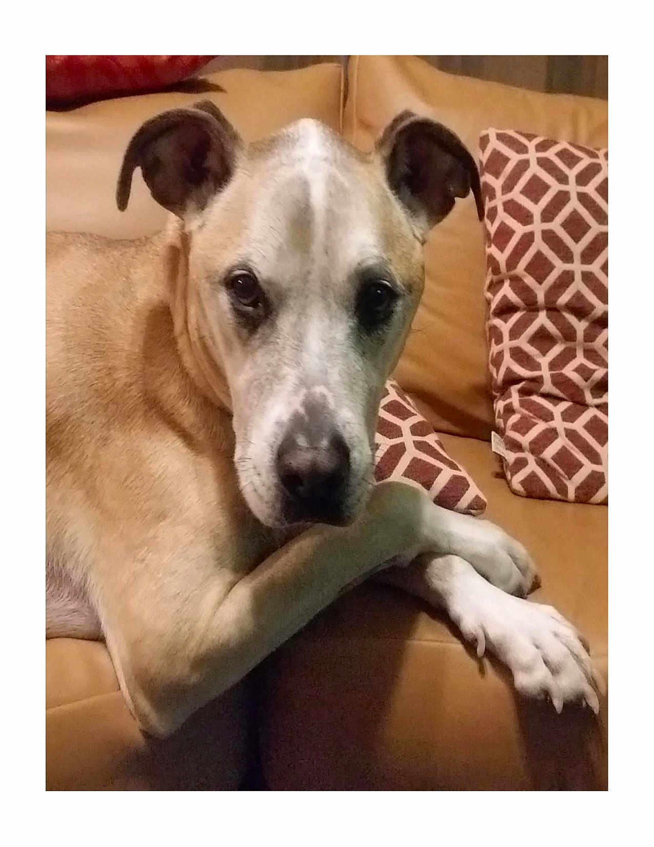 Toby