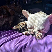 Porky is registered to the contest to win money with this photo: cat, dog, french_bulldog, sleeping, pets, animals, kitten, puppy, multi_pet, cuddling, cozy, bed, blanket, purple_bedding, indoors, relaxed, closeup, whiskers, paws, cute