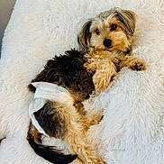 Baba Yorkie joined the competition — help win amazing prizes! dog, diaper, fluffy, brown, black, white, pet, lying_down, blanket, fur, cute, animal, cozy, domestic_animal, indoor, resting, small_dog, canine, fur_texture, comfort
