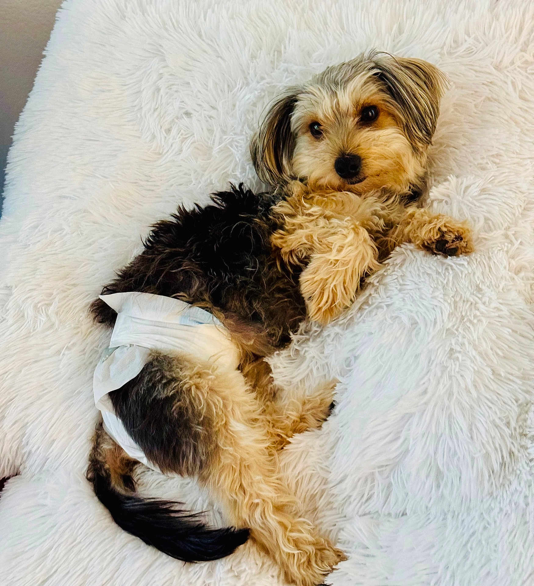 Baba Yorkie