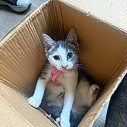 Tillie joined the competition — help win amazing prizes! kitten, cat, cardboard_box, indoor, pet, curious, pink_harness, wide_eyes, floor, shoe, wooden_floor, relaxed, young_cat, feline, domestic_animal, playful, box, whiskers, ears, paws