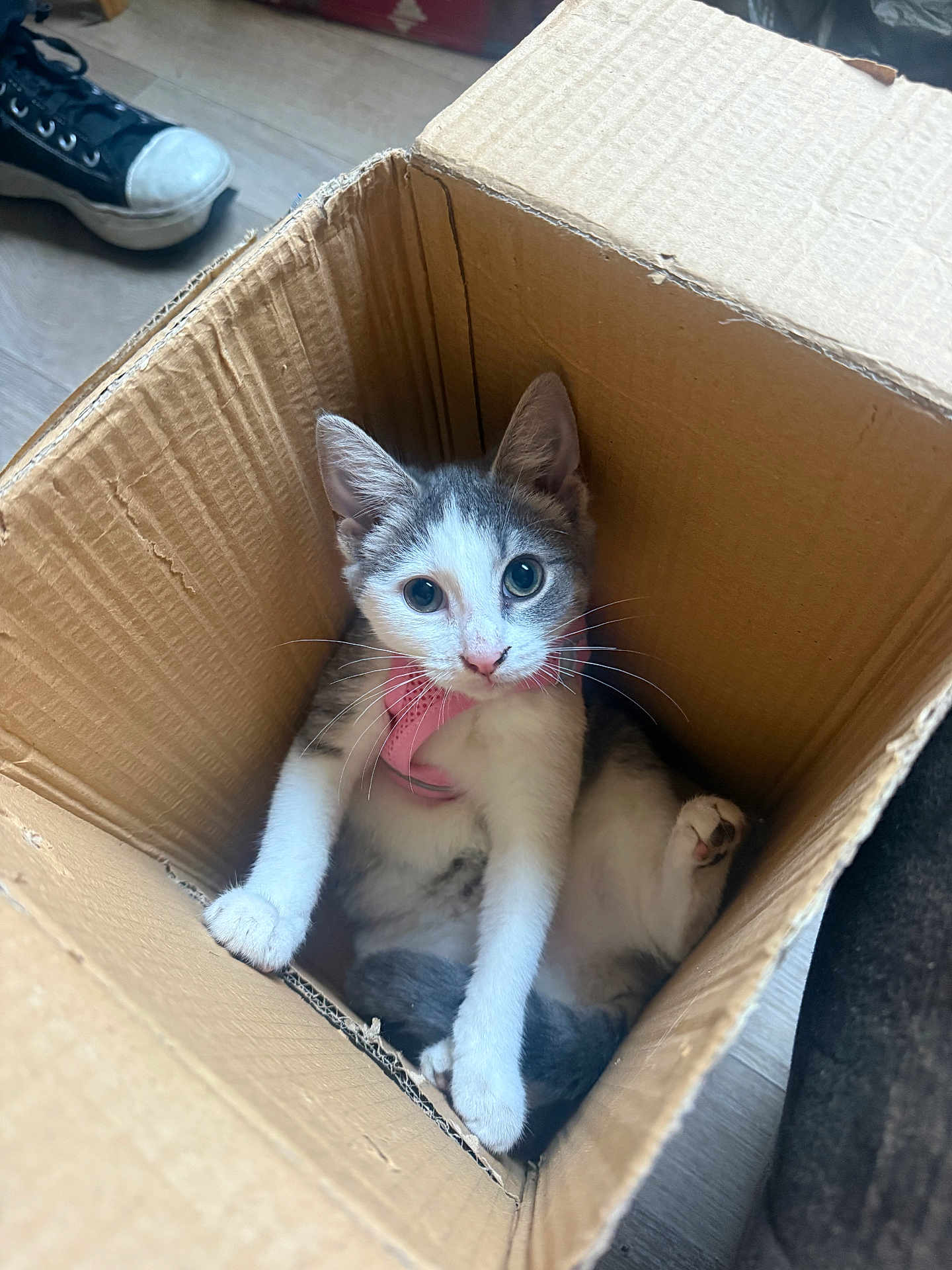 Tillie joined the competition — help win amazing prizes! kitten, cat, cardboard_box, indoor, pet, curious, pink_harness, wide_eyes, floor, shoe, wooden_floor, relaxed, young_cat, feline, domestic_animal, playful, box, whiskers, ears, paws