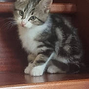 Molko a rejoint le concours — aidez-le/la à gagner de superbes lots ! kitten, cat, stairs, wood, pet, animal, fur, cute, indoor, young, tabby, white_paws, whiskers, ears, sitting, curious, looking, home, domestic, feline