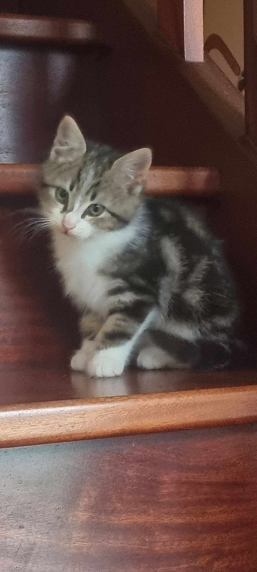 Molko a rejoint le concours — aidez-le/la à gagner de superbes lots ! kitten, cat, stairs, wood, pet, animal, fur, cute, indoor, young, tabby, white_paws, whiskers, ears, sitting, curious, looking, home, domestic, feline
