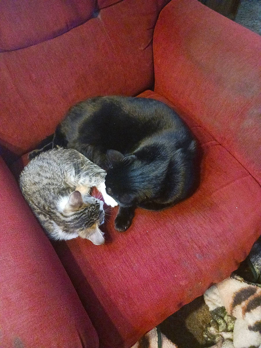 Barnes is registered to the contest to win money with this photo: canidae, carnivore, cat, claw, comfort, couch, dog_breed, domestic_short_haired_cat, felidae, fur, grey, nap, paw, small_to_medium_sized_cats, sporting_group, tail, terrestrial_animal, whiskers