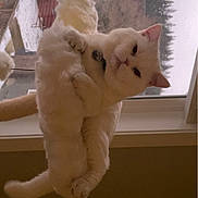 Tobi joined the competition — help win amazing prizes! cat, white_cat, fluffy, window, windowsill, indoor, pet, animal, feline, snow, outdoor_view, relaxed, grumpy, fur, ears, paws, collar, tag, daylight, house
