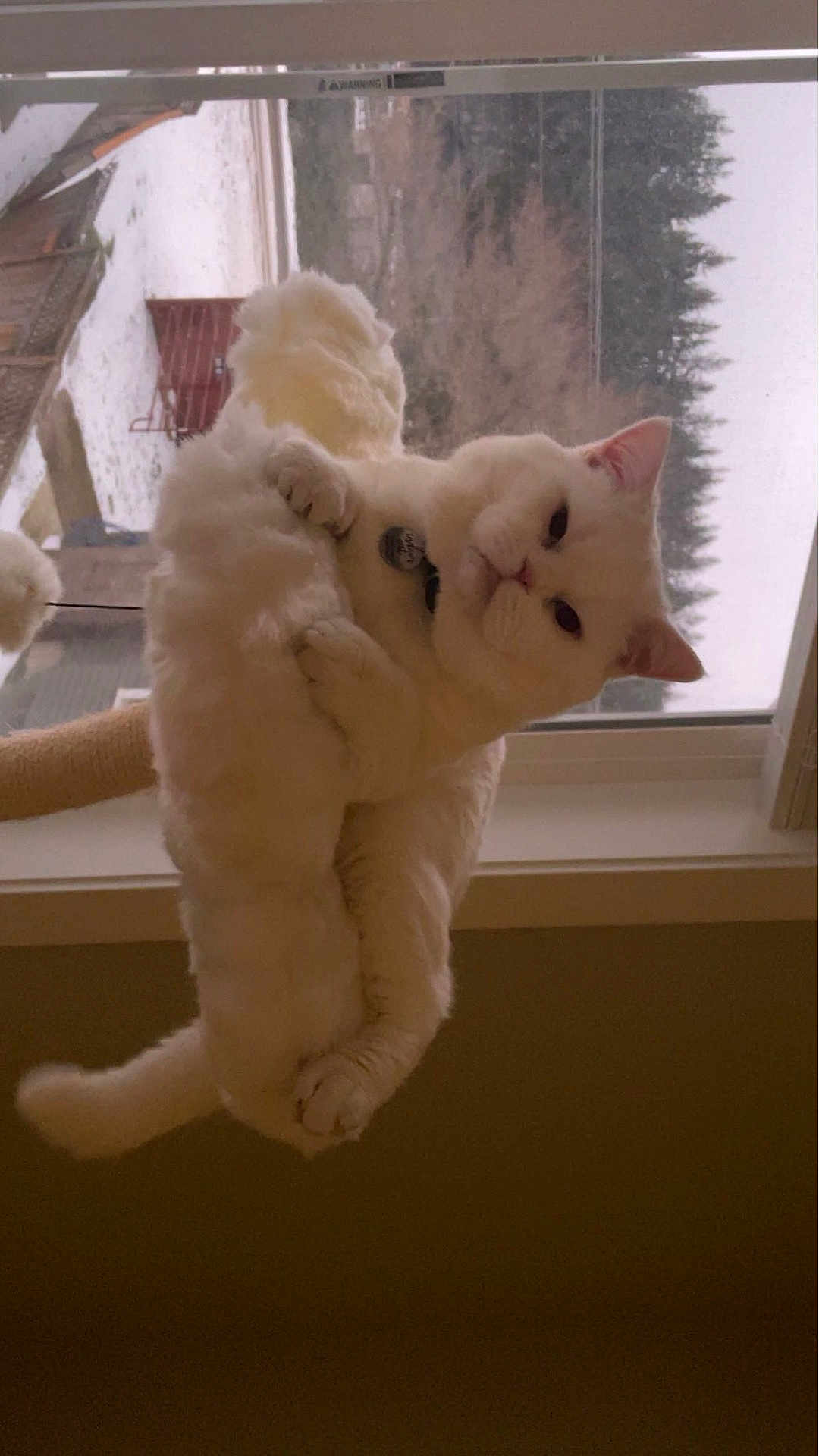 Tobi joined the competition — help win amazing prizes! cat, white_cat, fluffy, window, windowsill, indoor, pet, animal, feline, snow, outdoor_view, relaxed, grumpy, fur, ears, paws, collar, tag, daylight, house