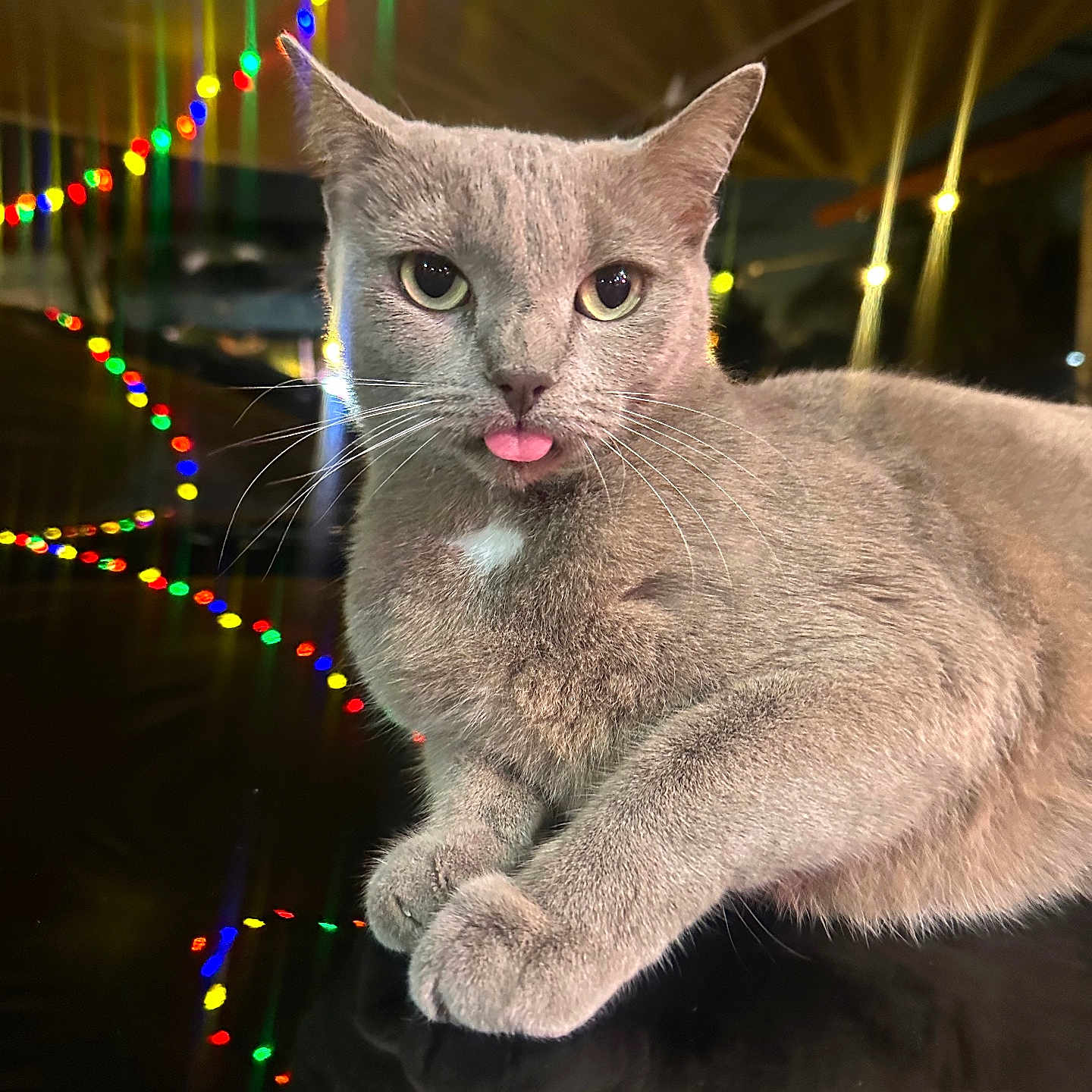 Nala joined the competition — help win amazing prizes! cat, gray_cat, tongue_out, whiskers, reflective_surface, colorful_lights, bokeh, indoor, pet, feline, cute, close_up, animal, playful, portrait, domestic_cat, relaxed, night, decorative_lights, funny_expression