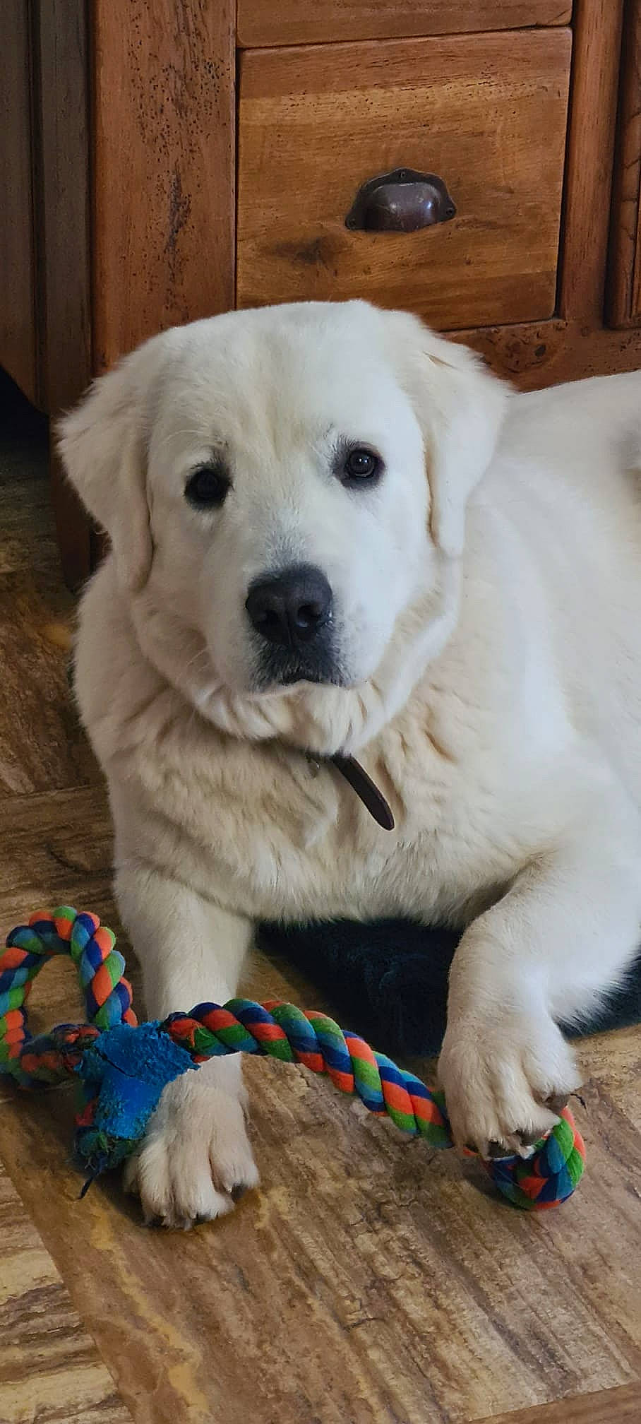 Upsos a rejoint le concours — aidez-le/la à gagner de superbes lots ! ancient_dog_breeds, canidae, carnivore, collar, companion_dog, dog, dog_breed, dog_clothes, dog_collar, dog_supply, fawn, firefighter, fur, non_sporting_group, pet_supply, puppy, snout, sporting_group, whiskers, working_animal