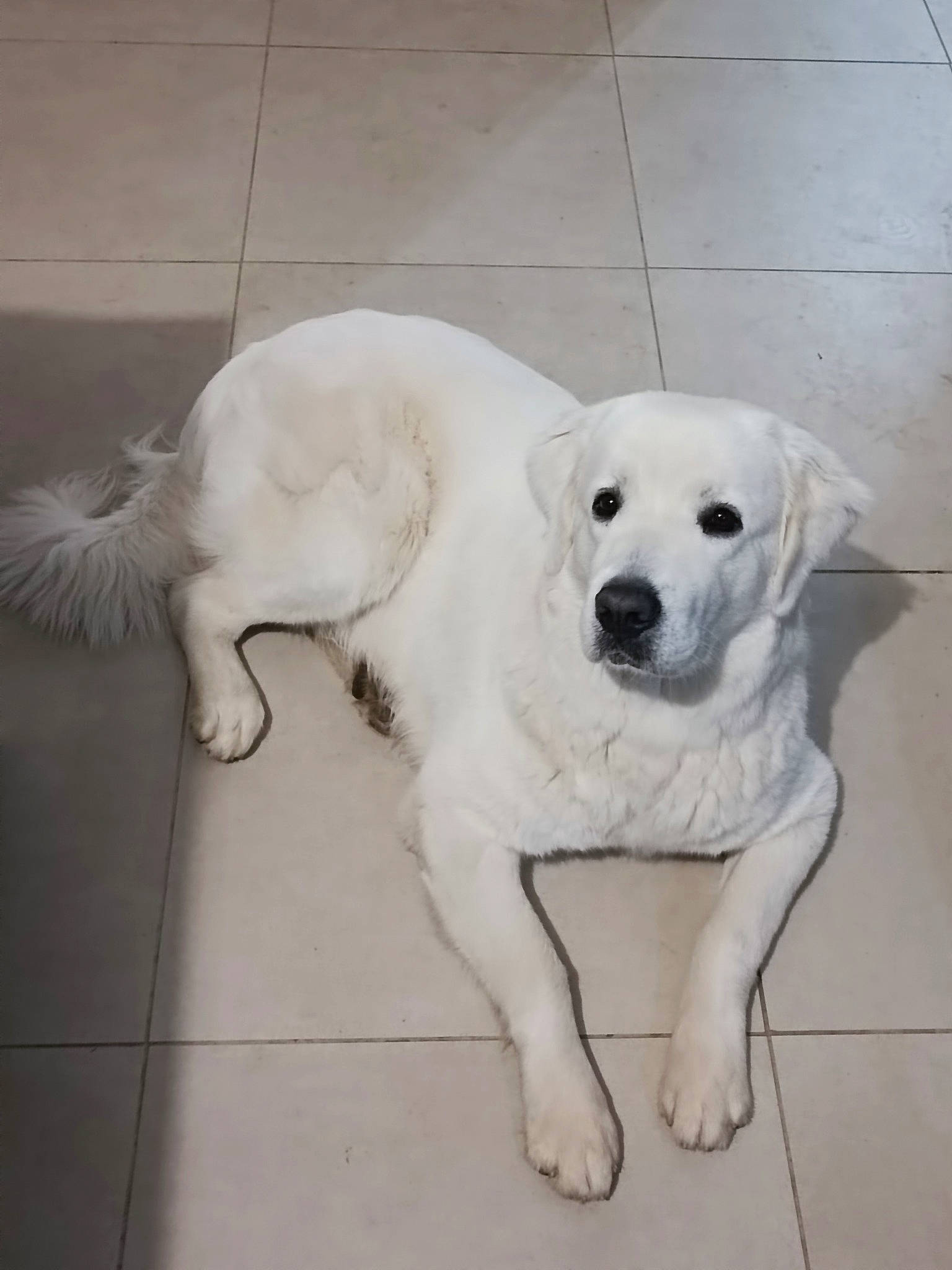 Upsos a rejoint le concours — aidez-le/la à gagner de superbes lots ! carnivore, companion_dog, dog, dog_breed, fawn, floor, flooring, fur, mammal, non_sporting_group, paw, pet_supply, tail, terrestrial_animal, tile, vertebrate, working_animal