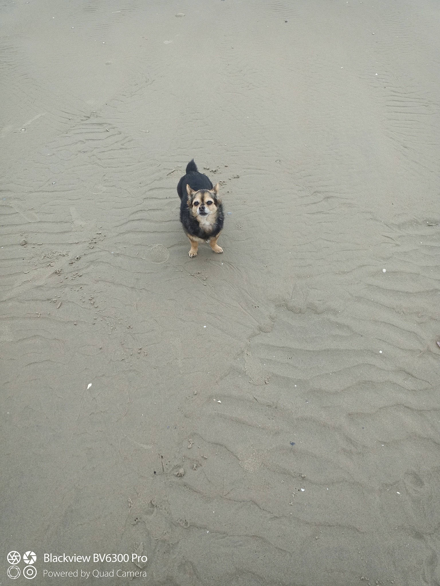 Nini participe au concours pour gagner de l'argent avec cette photo : _geese_and_swans, aeolian_landform, beach, beak, bird, ducks, lake, landscape, sand, shadow, singing_sand, soil, water, water_bird, waterfowl, wildlife
