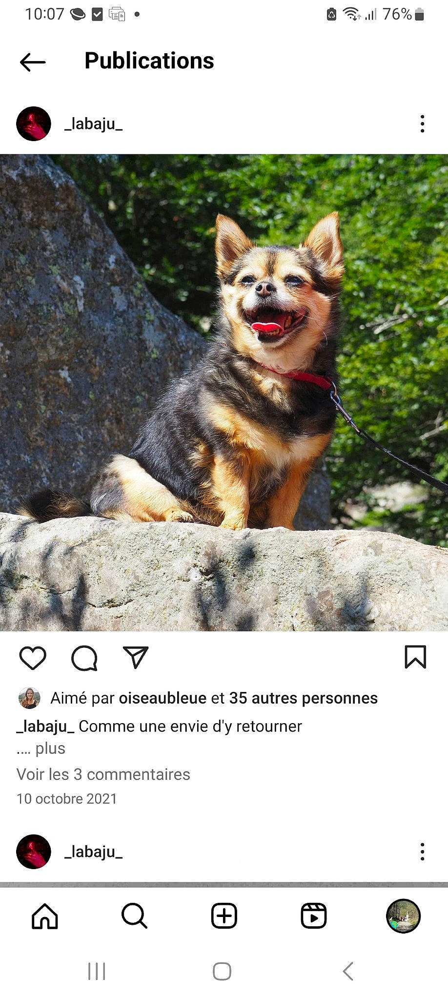 Nini participe au concours pour gagner de l'argent avec cette photo : art, bedrock, canidae, carnivore, companion_dog, dog, dog_breed, dog_hiking, dog_supply, fawn, font, king_shepherd, photo_caption, plant, rock, sporting_group, terrestrial_animal, tree, working_animal, working_dog