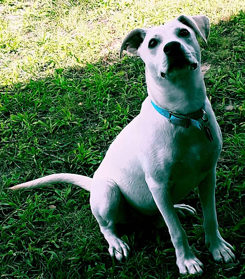 Blanco is registered to the contest to win money with this photo: canidae, carnivore, companion_dog, dog, dog_breed, dogo_argentino, dogo_guatemalteco, fawn, grass, green, mammal, non_sporting_group, old_english_terrier, plant, rare_breed_dog, snout, sporting_group, tail, vertebrate