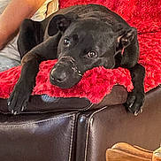 Shadow participe au concours pour gagner de l'argent avec cette photo : dog, black_dog, couch, red_blanket, leather, pet, indoor, resting, relaxed, person_arm, fur, animal, companion, cozy, home, living_room, looking_up, nails, snout, ears