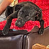 dog, black_dog, couch, red_blanket, leather, pet, indoor, resting, relaxed, person_arm, fur, animal, companion, cozy, home, living_room, looking_up, nails, snout, ears