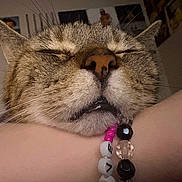 Ipaw is registered to the contest to win money with this photo: cat, close_up, sleeping, whiskers, nose, fur, ear, arm, bracelet, beads, indoor, wall, poster, blurred_background, resting, pet, animal, cozy, face, peaceful