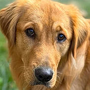Blue joined the competition — help win amazing prizes! dog, golden_retriever, close_up, portrait, animal, pet, fur, nose, ears, eyes, outdoor, nature, blurred_background, mammal, canine, friendly, cute, domestic_animal, looking, fluffy