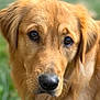 dog, golden_retriever, close_up, portrait, animal, pet, fur, nose, ears, eyes, outdoor, nature, blurred_background, mammal, canine, friendly, cute, domestic_animal, looking, fluffy