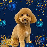 Harley is registered to the contest to win money with this photo: animal, background, blue, brown, celebration, confetti, cute, decorations, dog, festive, fluffy, furry, gold, holiday, ornaments, pet, poodle, portrait, snowflakes, studio