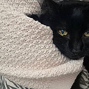 Nike participe au concours pour gagner de l'argent avec cette photo : black_cat, cat, animal, pet, knit_sweater, cozy, yellow_eyes, whiskers, close_up, portrait, feline, indoor, texture, soft, curious, black_fur, face, snuggled, warm, cute