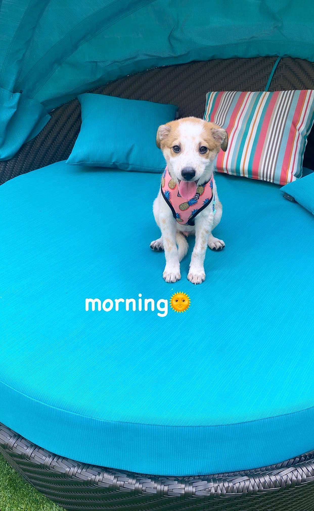 Atlas is registered to the contest to win money with this photo: aqua, azure, blue, carnivore, chair, comfort, companion_dog, couch, dog, dog_breed, dog_supply, electric_blue, fawn, furniture, green, linens, pet_supply, recreation, white, working_animal