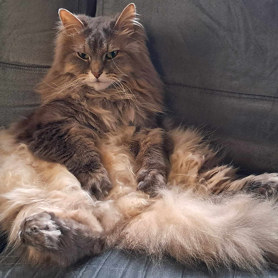 Smudge