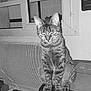 cat, tabby_cat, sitting, table, window, heater, indoor, feline, pet, fur, whiskers, ears, floor, monochrome, black_and_white, quiet, resting, domestic_animal, curious, animal
