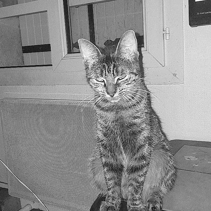 Isis participe au concours pour gagner de l'argent avec cette photo : animal, black_and_white, cat, curious, domestic_animal, ears, feline, floor, fur, heater, indoor, monochrome, pet, quiet, resting, sitting, tabby_cat, table, whiskers, window