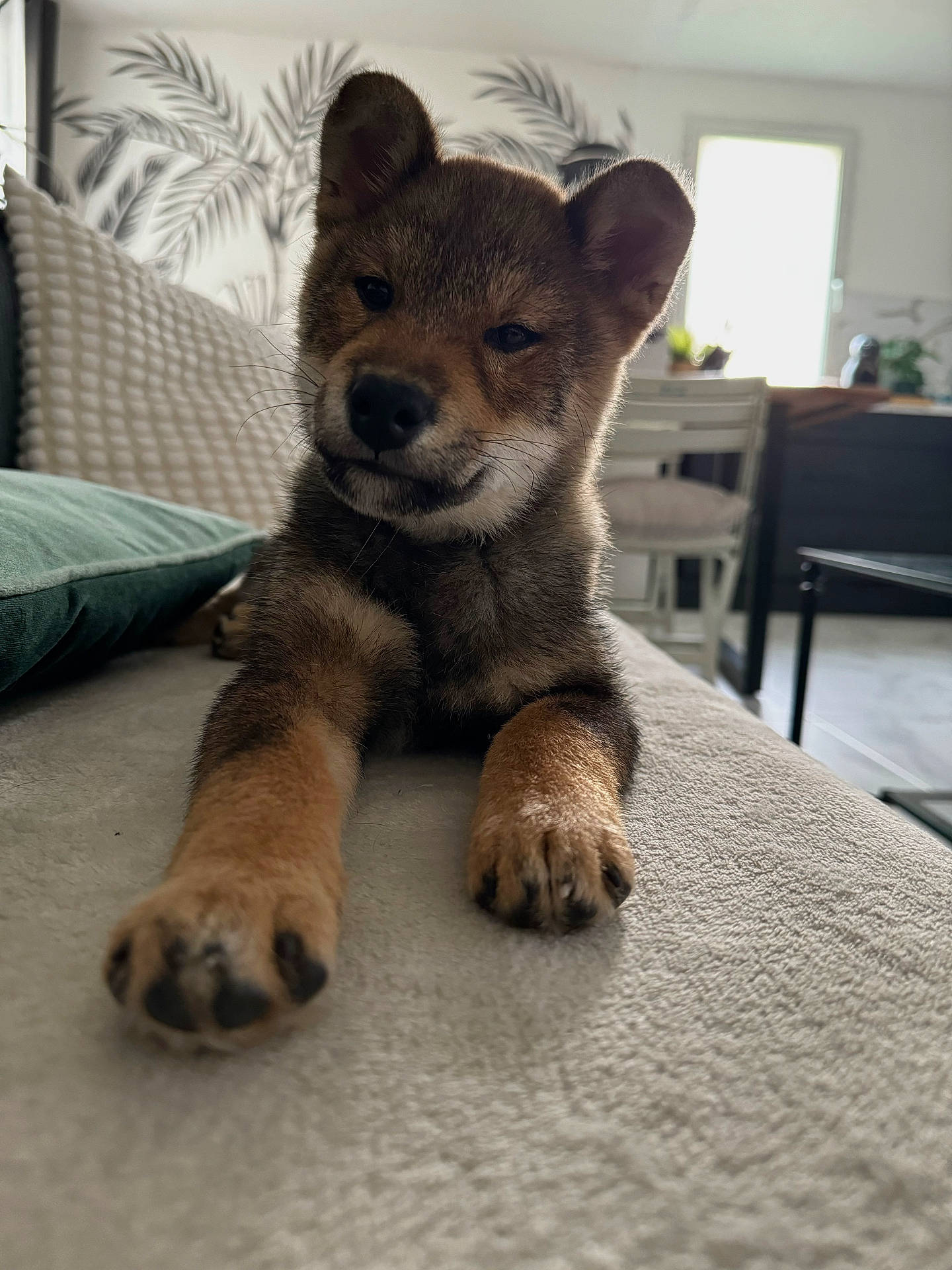 Aïko participe au concours pour gagner de l'argent avec cette photo : animal, architecture, building, canine, chair, couch, cushion, dog, fox, furniture, homedecor, husky, indoors, interiordesign, livingroom, pet, puppy, redwolf, room, wolf
