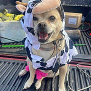 Ivy joined the competition — help win amazing prizes! dog, costume, cow_pattern, animal, pet, happy, smiling, leash, pickup_truck, outdoor, daytime, vehicle, fabric, accessory, sitting, toy, pink, black_and_white, closeup, funny
