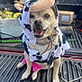 dog, costume, cow_pattern, animal, pet, happy, smiling, leash, pickup_truck, outdoor, daytime, vehicle, fabric, accessory, sitting, toy, pink, black_and_white, closeup, funny