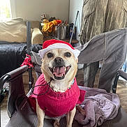 Ivy is registered to the contest to win money with this photo: blanket, canine, casual, chair, dog, domestic, floor, fur, furniture, happy, hat, home, indoor, mouth_open, pet, santa_hat, small_dog, smiling, sweater, tongue_out