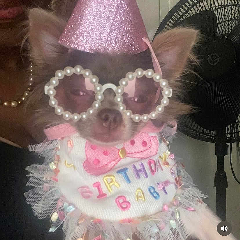 Fendi is registered to the contest to win money with this photo: accessory, birthday, celebration, closeup, costume, cute, dog, fan, fashion, fun, glasses, indoor, party_hat, person, pet, pink, portrait, ruffle, small_dog, tulle