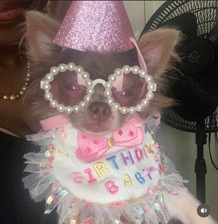 Fendi is registered to the contest to win money with this photo: dog, party_hat, glasses, birthday, costume, pet, celebration, pink, accessory, tulle, ruffle, indoor, fan, person, closeup, cute, small_dog, fashion, fun, portrait