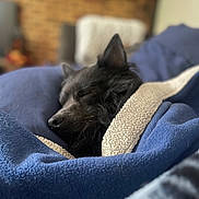 Shadow is registered to the contest to win money with this photo: dog, sleeping, blanket, cozy, indoor, pet, black_dog, fur, snuggled, comfort, relaxation, soft_texture, rest, animal, bedroom, warm, cute, domestic_animal, closeup, peaceful