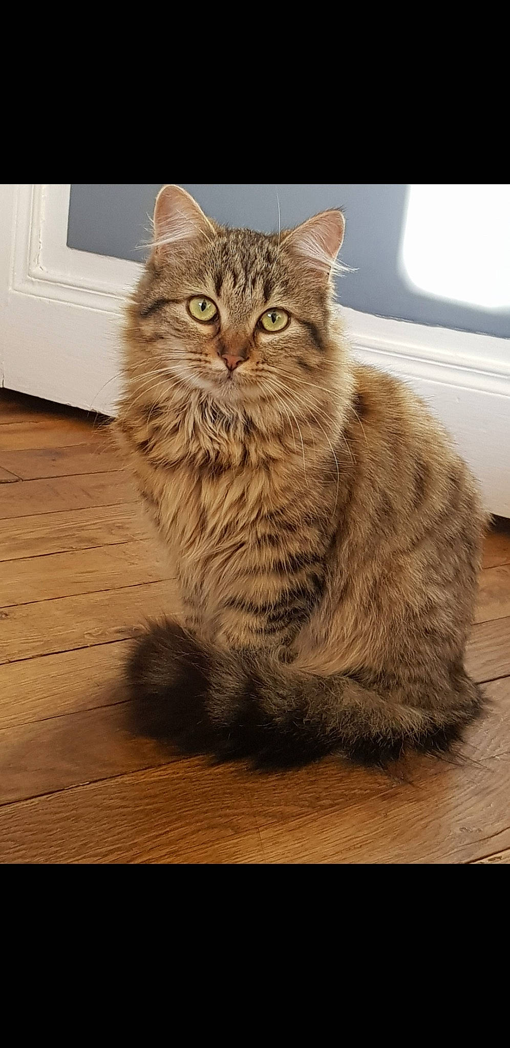 Moka participe au concours pour gagner de l'argent avec cette photo : asian, asian_semi_longhair, british_semi_longhair, carnivore, cat, domestic_long_haired_cat, domestic_short_haired_cat, dragon_li, european_shorthair, felidae, maine_coon, mammal, norwegian_forest_cat, pixie_bob, siberian, small_to_medium_sized_cats, tabby_cat, vertebrate, whiskers, wild_cat